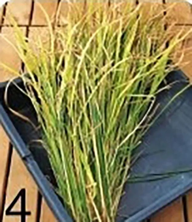 “大米熟了”，不是锅里煮的，而是阳台上栽的，一起来采摘吧