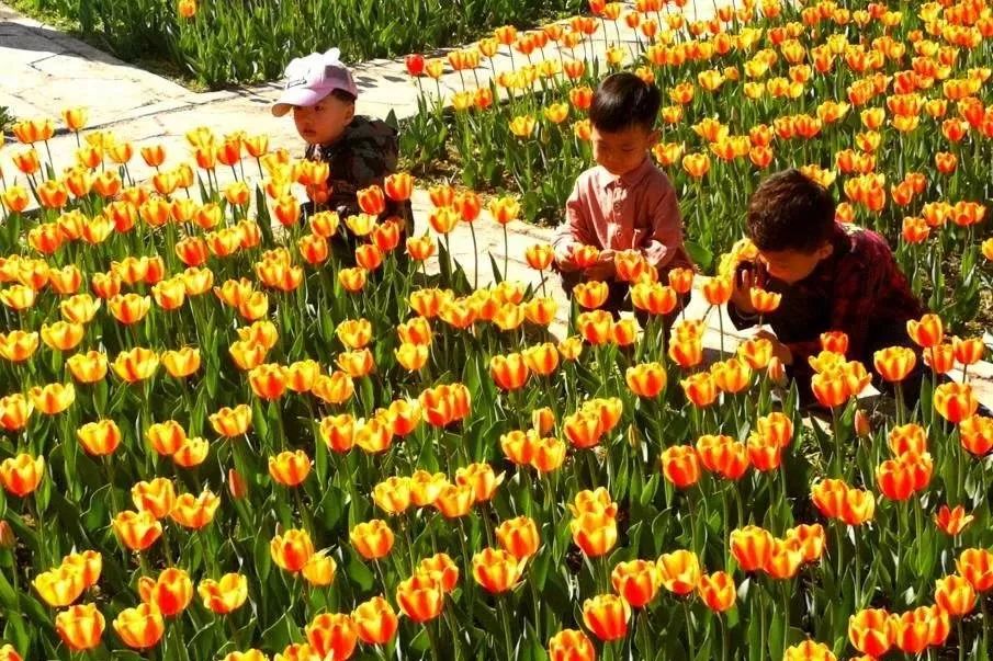 五家渠郁金香节旅游,五家渠郁金香节五一门票价是多少