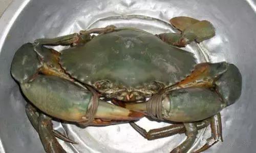 渔民海鲜大全,渔民整理的海鲜河鲜大全