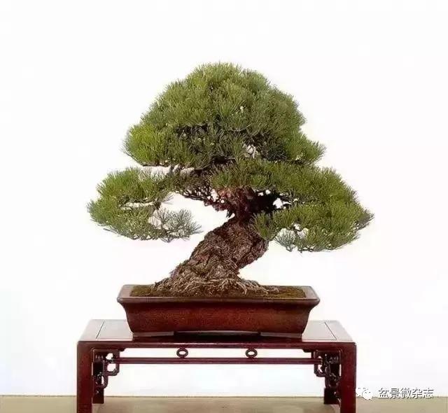 日本黄金光叶榉盆景 (日本风神盆景图片)