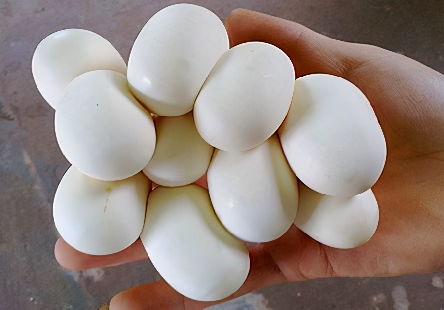 奇怪的知识又增加了!蛇的交配与繁衍:居然有两种独特的方式