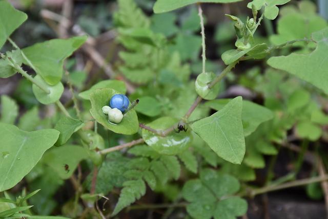 这种带刺的野草,是蛇的克星,果子不仅好吃还是一种草药