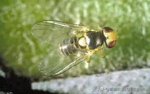 种菜防治病虫害最简单方法,种菜病虫害图片大全