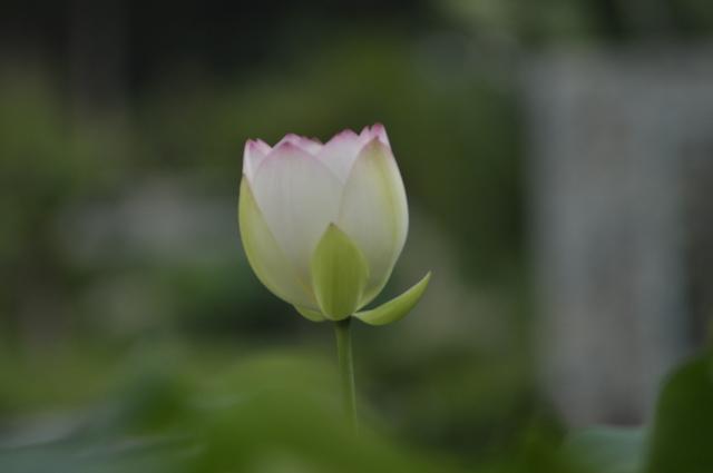 如何快速长头发,怎么样快速长头发