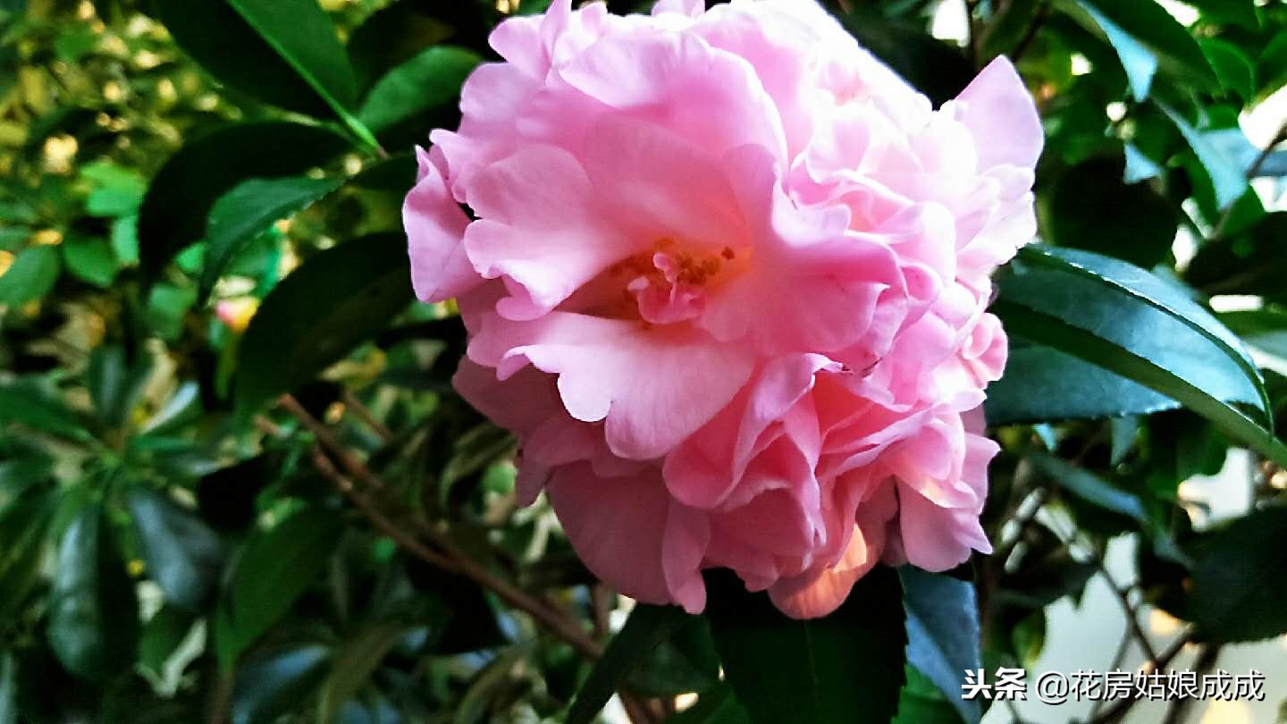 花盆里的小黑飞虫子怎么消灭,花盆里有小黑飞怎么能根治