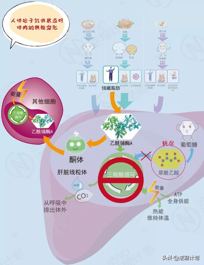 糖类和血脂的区别,糖类吃多了会引起血脂粘稠吗