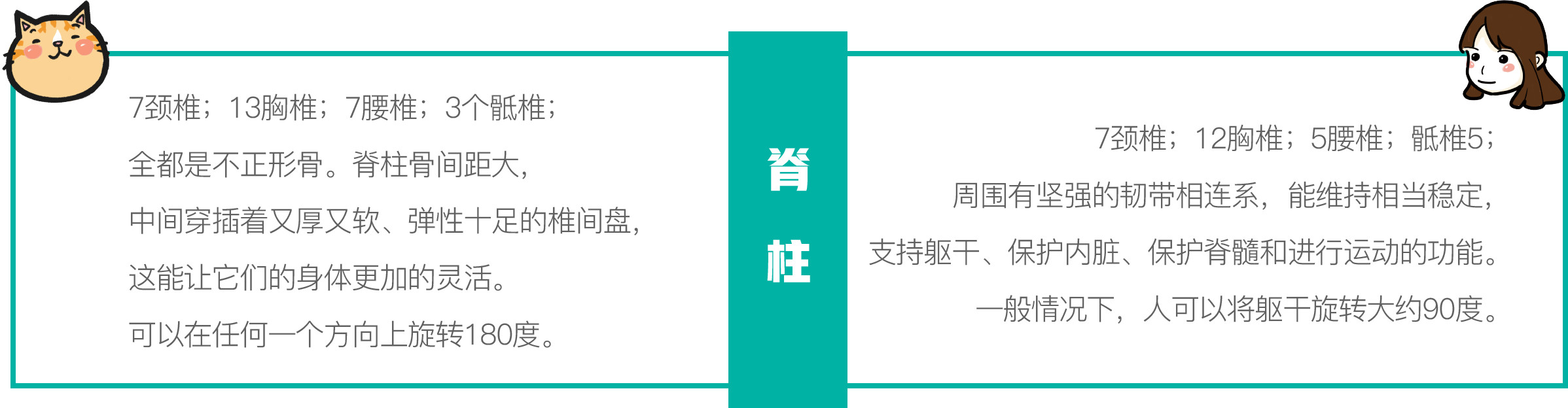 只需一个容器,你就能收获一滩“液体猫”