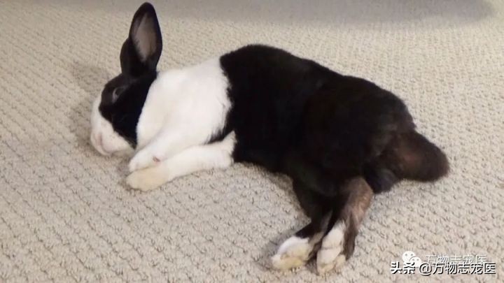 兔兔要死之前的征兆,兔兔突然死亡的原因