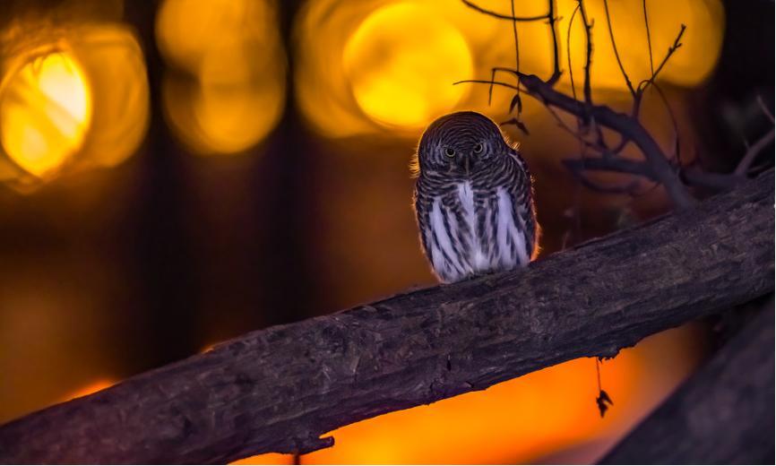 佳能拍鸟最佳镜头,佳能r5有鸟眼跟踪对焦吗