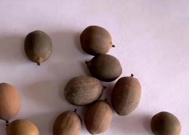 碗莲能养小鱼吗,一缸碗莲养几条小鱼