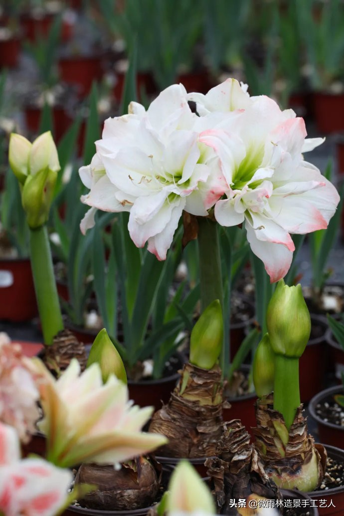 教你让朱顶红爆盆技巧