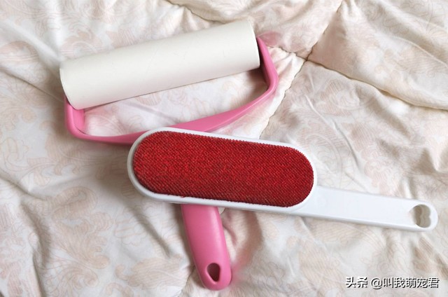 猫狗掉毛有什么好办法吗,如何让猫狗快速掉毛