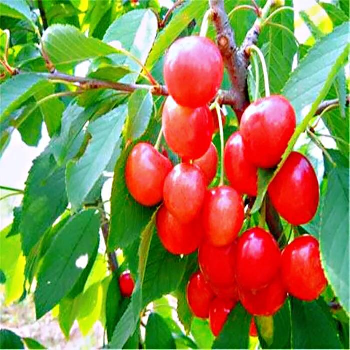 欧李～春观花，夏赏叶，秋品果；既可观赏，也可食用，一举两得。