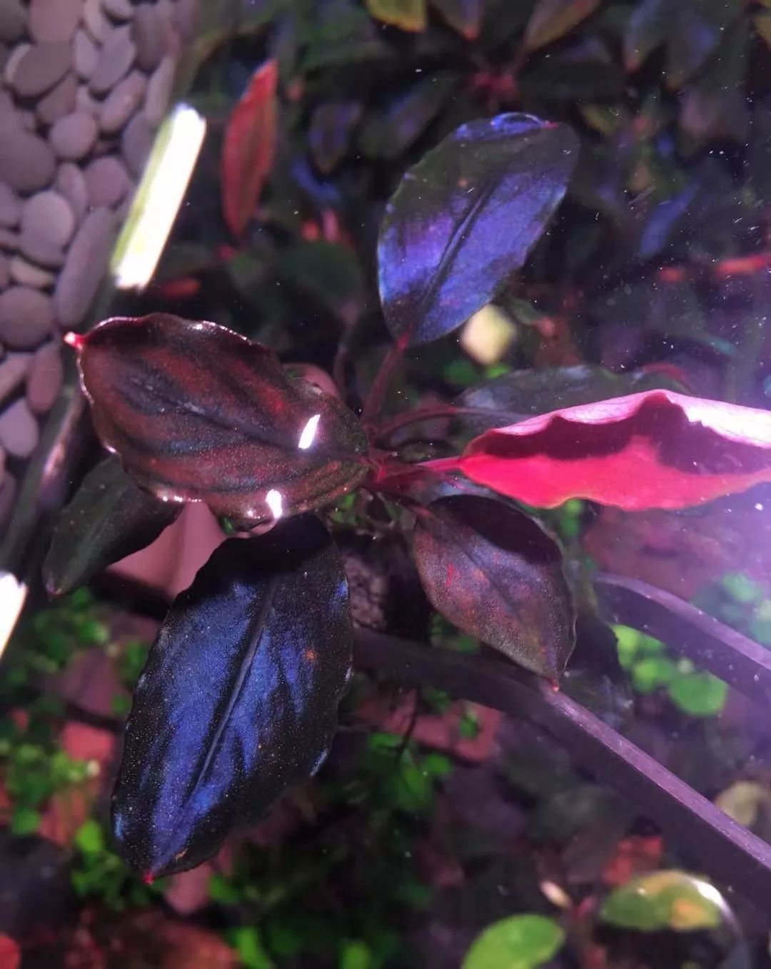 草缸洞穴造景怎么做,草缸自己动手布置