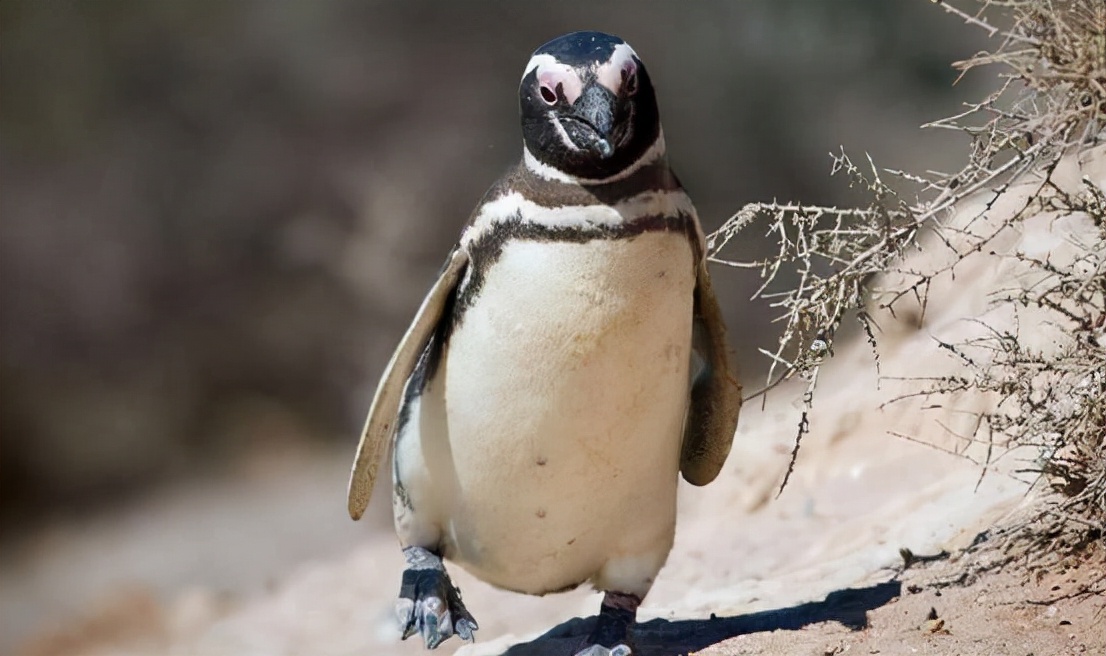 非洲也有企鹅？专家称非洲企鹅叫声像驴，将在14年后功能性灭绝