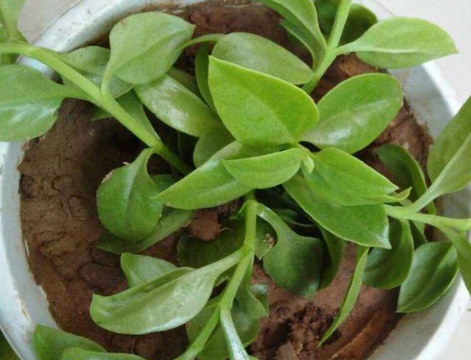 口红花的养殖方法和注意事项,口红花怎么养步骤教程