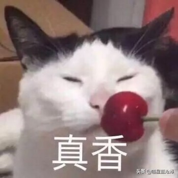 辟谣!宠物为什么要吃干粮,是肉不香了嘛?不,是诱食剂在作怪