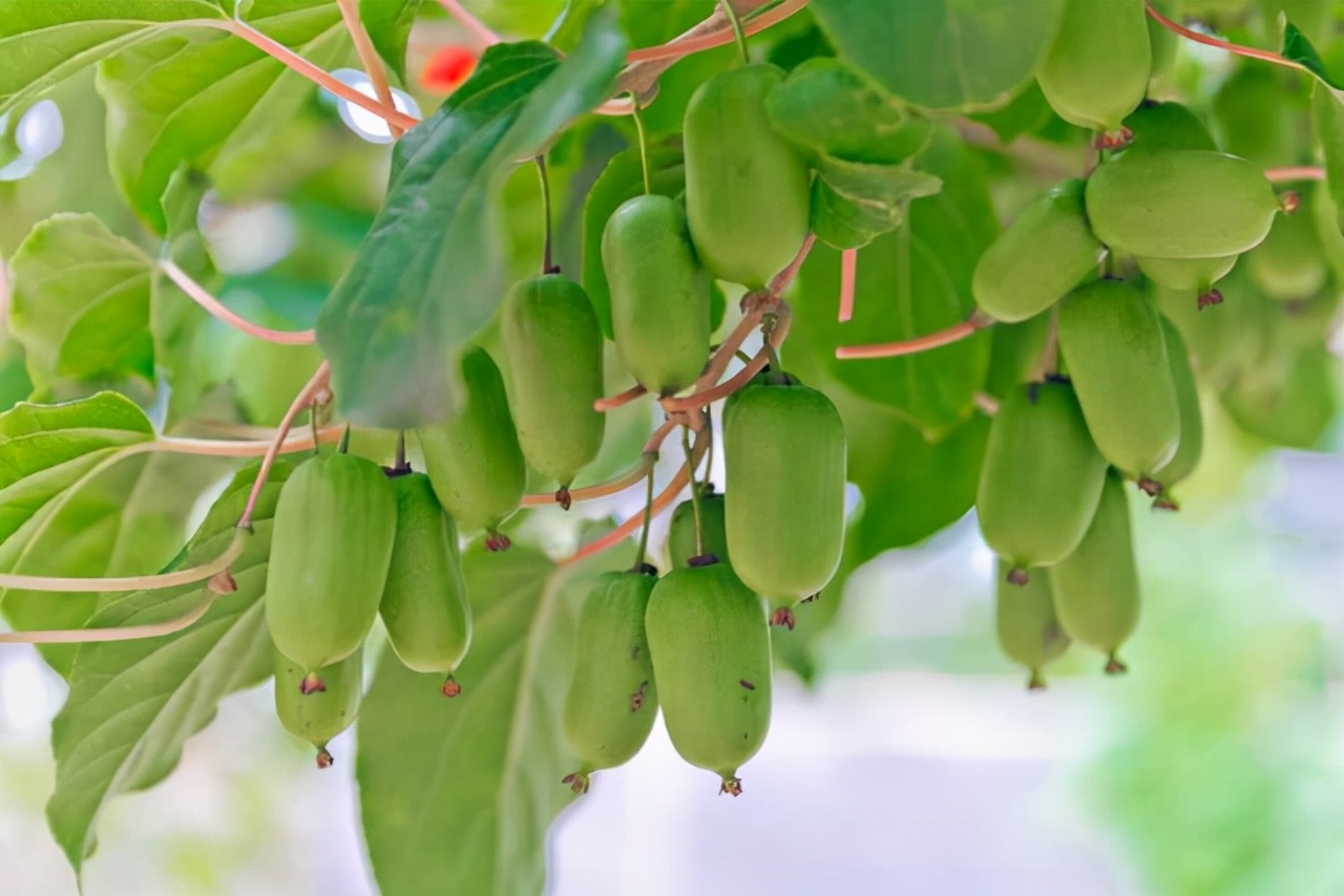 新品种速生软枣猕猴桃,果树软枣猕猴桃
