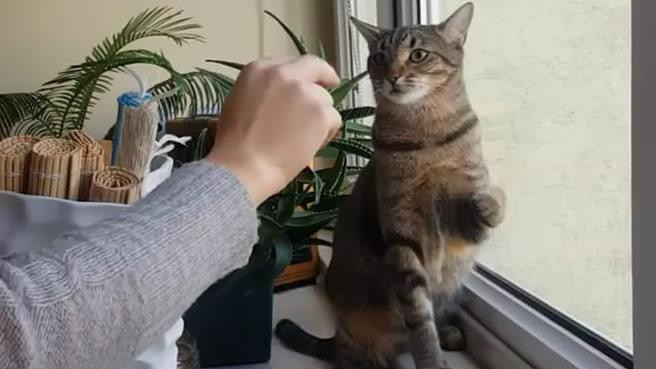 老年猫咪有哪些表现,猫咪什么时候吃老年猫粮