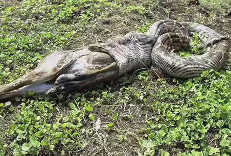 巨型超大的蟒蛇电影,巨型蟒蛇电影狂蟒之灾