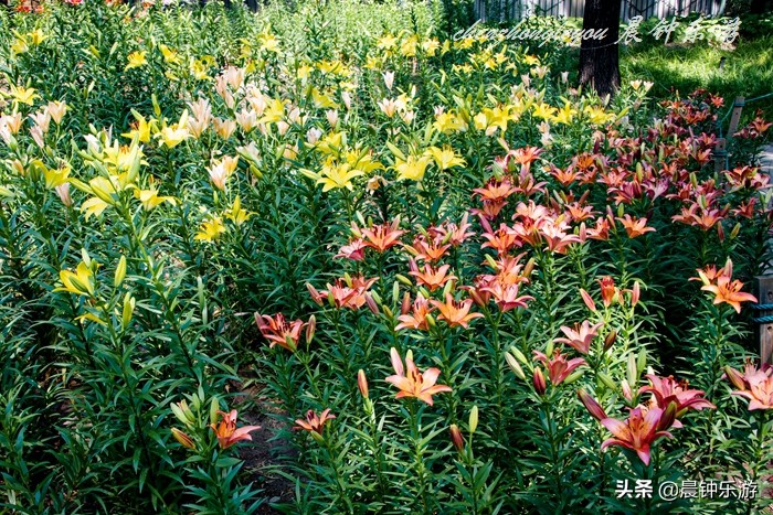 百合哪种颜色的花好闻,寓意好的花百合