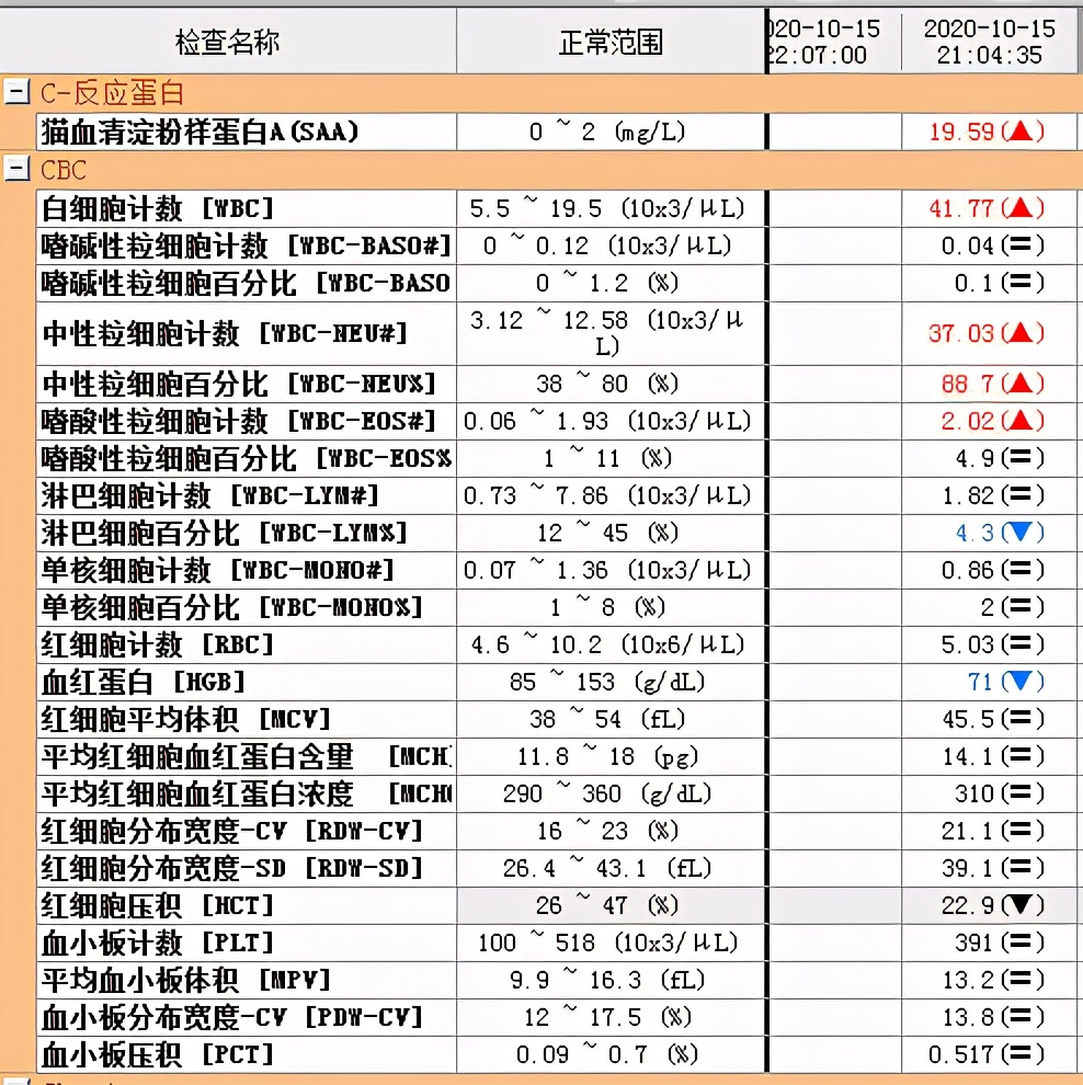 猫咪意外受到重伤怎么治疗,猫咪被车撞了怎么急救