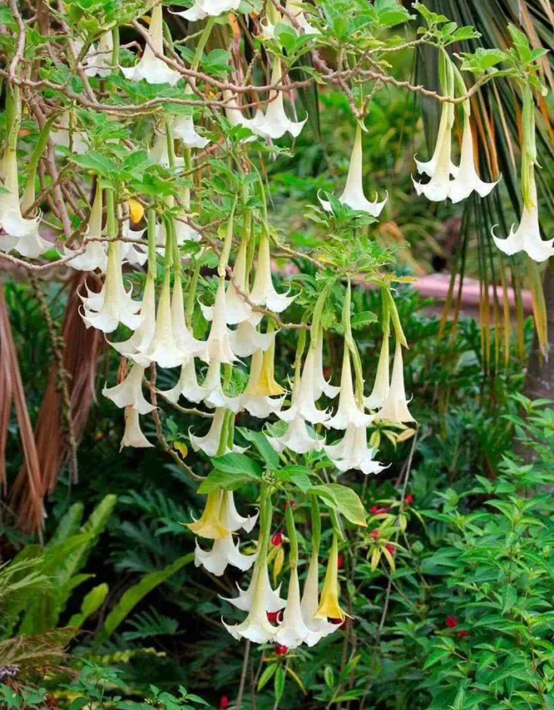 10种最毒花卉,20种大毒花