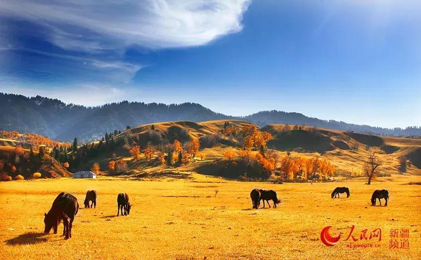 给你11个“十一”来*疆新**的理由