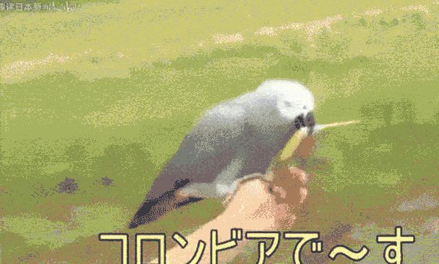 争当懂球帝，动物“神棍”C位出道