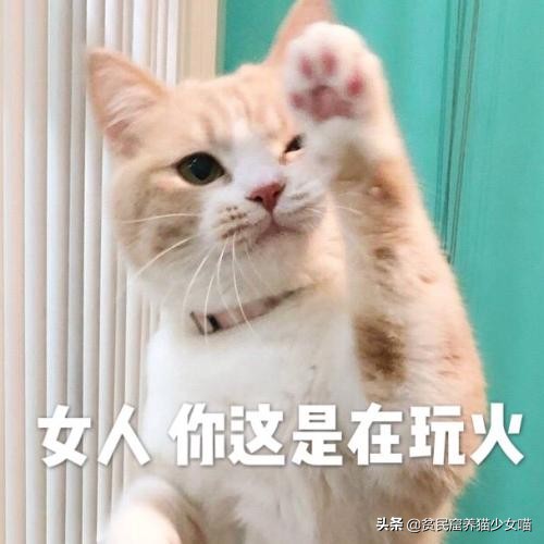 猫为什么会胡子长,辟谣猫弓形虫
