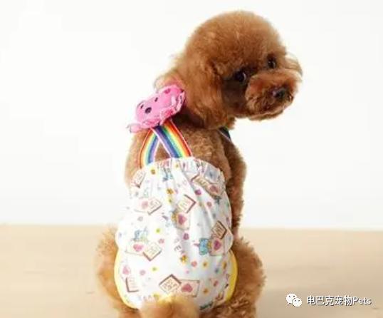 狗狗来了例假怎么办,狗狗姨妈期生理裤