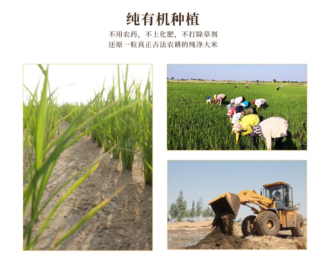 他远离污染，耗时6年扎根纯净沙漠种大米，值得吗？