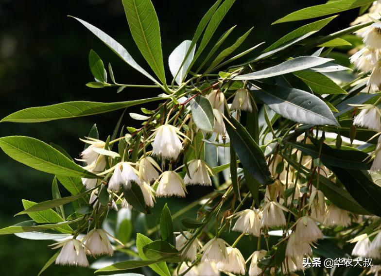 小叶油橄榄与大叶油橄榄的区别,橄榄油的橄榄跟普通橄榄区别