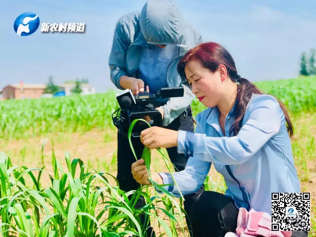 谷子病虫害防治技术宣传画册,谷子病虫害中午可打农药吗