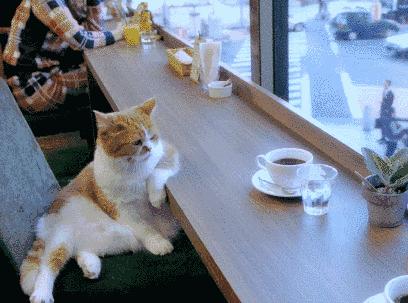 猫咪挑食不拉屎怎么办,猫咪挑食不吃猫粮可以放猫薄荷吗