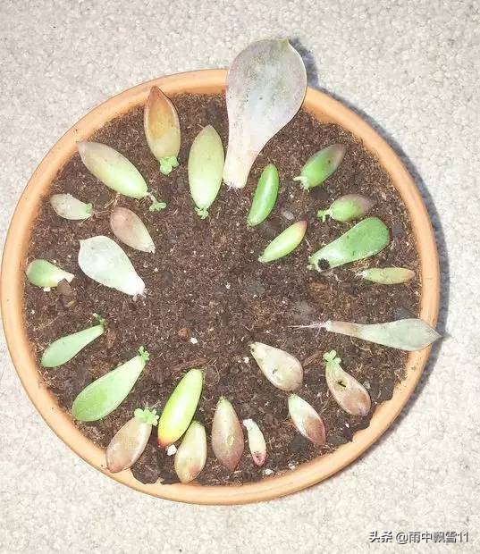 春萌多肉的正确养殖方法,春天叶插多肉