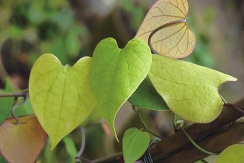 马兜铃科马兜铃属植物柔毛马兜铃,马兜铃目植物