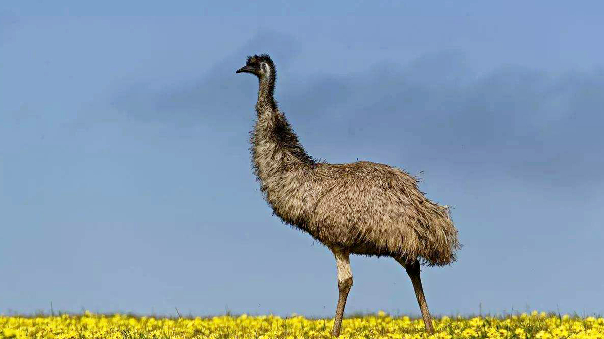 蜗牛智商高的动物,盘点动物世界最慢的动物蜗牛