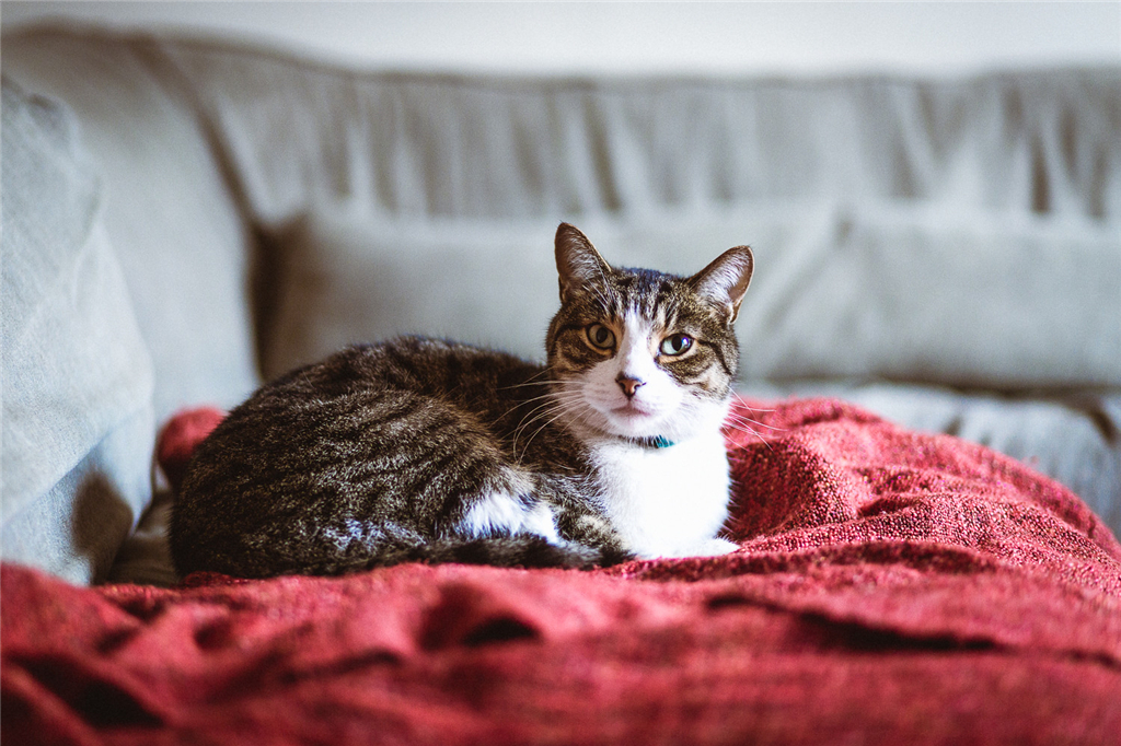 猫尿在沙发上怎么彻底去除猫尿味,猫尿在车脚垫上了怎么去除猫尿味