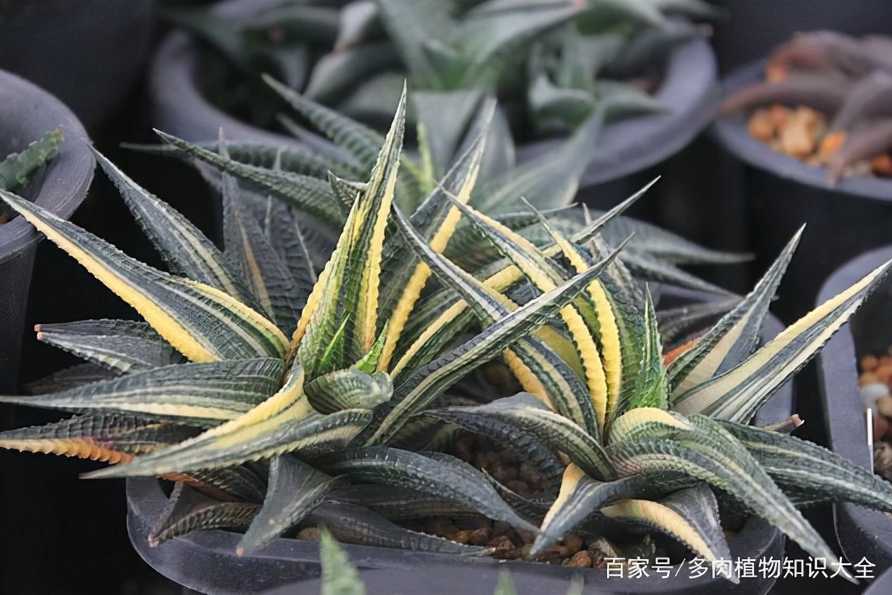 多肉条纹十二卷的养护方法,条纹十二卷多肉如何快速爆盆