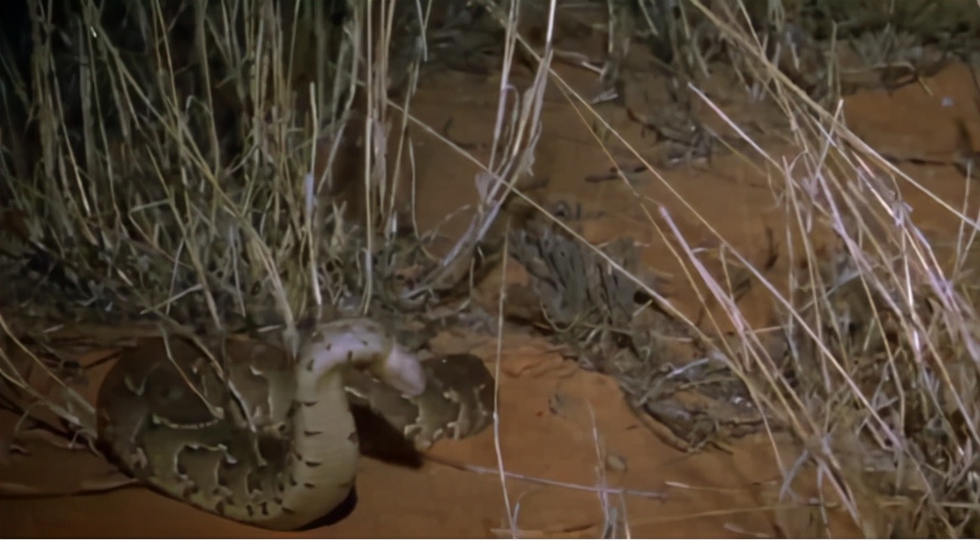 蜜獾吞食毒蛇视频,克星蜜獾专门咬很凶猛的毒蛇