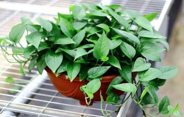 小妙招绿萝加什么长得绿油油,养绿萝只需加几粒它绿萝疯长