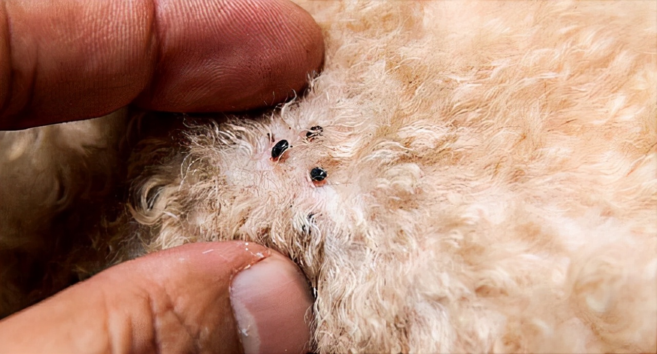 贵宾拉稀臭味怎么回事,巨型贵宾犬爱生病吗