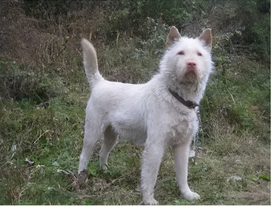 下司犬幼崽好不好养,为什么养了狗以后见不得杀生