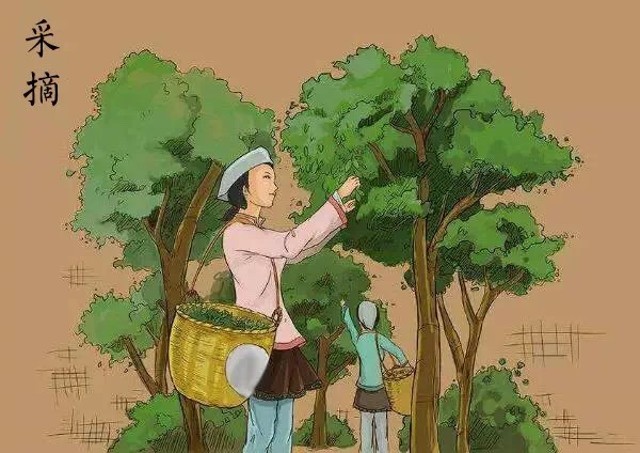 普洱生茶与熟茶哪个更适合入门,关于普洱茶生茶和熟茶的区别知识