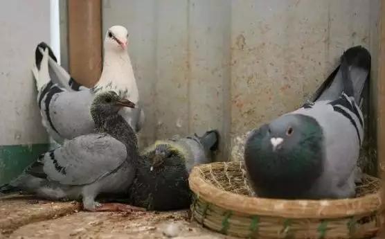鸽子孵蛋要注意什么事项,鸽子产蛋后孵化期多少天