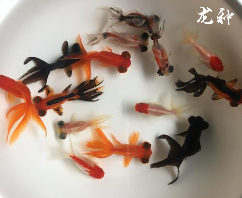 金鱼有哪几个品种,金鱼分哪些品种都长什么样