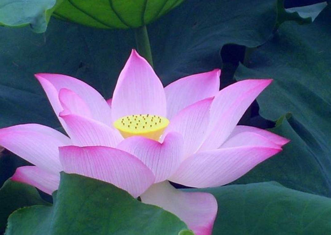 出水芙蓉是什么花图片,出水芙蓉是什么花有什么作用