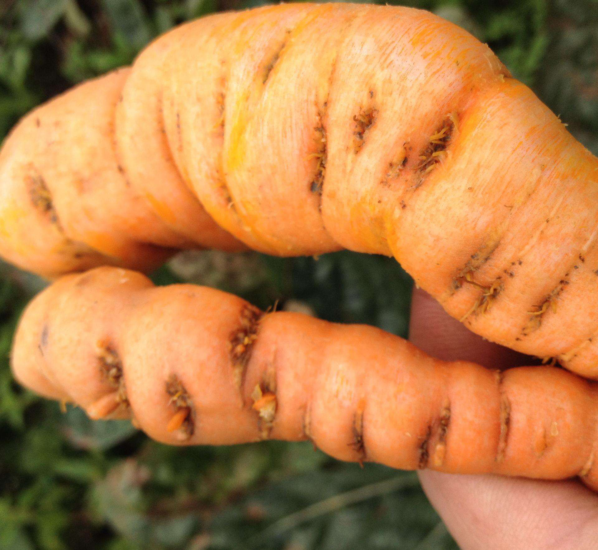 鲜地黄是什么,中药材鲜地黄