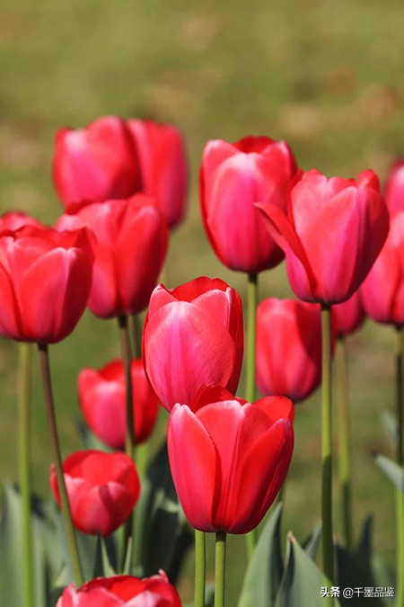 静物摄影作品欣赏郁金香,郁金香的摄影作品欣赏